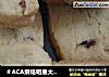 ＃ACA烘焙明星大赛＃蔓越莓饼干的做法