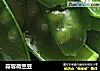 蒜蓉荷兰豆的做法