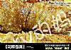 ［花样包菜］－鲜肉包菜卷的做法