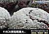 ＃ACA烘焙明星大赛＃杏仁可可球的做法