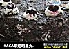 黑森林蛋糕做法(39)的做法