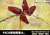 #ACA烘焙明星大赛# 芒果千层蛋糕的做法