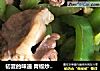 初夏的味道 青椒炒猪心的做法