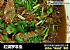 红烧罗非鱼的做法