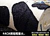 #ACA烘焙明星大赛#奶牛蛋糕卷的做法