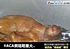 #ACA烘焙明星大赛#蜜汁烤鸽的做法