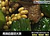 肉排白豆炆大顶的做法