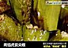 肉馅虎皮尖椒的做法