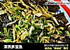 清蒸多宝鱼的做法