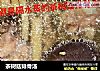 茶树菇排骨汤的做法