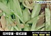 花样意面--意式凉面的做法