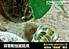 蒜蓉粉丝娃娃菜的做法