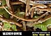 皱皮椒炒茶树菇的做法