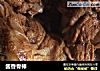 酱香骨棒的做法
