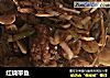 红烧带鱼的做法