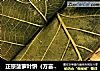 正宗菠萝叶饼（方言音译）的做法