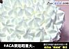#ACA烘焙明星大赛#【巧克力纸杯蛋糕】的做法