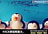 #ACA烘焙明星大赛#企鹅烧果子的做法