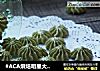 #ACA烘焙明星大赛#抹茶蛋白糖的做法