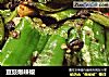 豆豉爆辣椒的做法