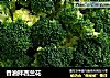 香油拌西兰花的做法