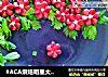 #ACA烘焙明星大赛#火龙果年糕【面包机版零失败】的做法
