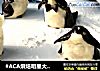 #ACA烘焙明星大赛#企鹅甜蒸饺的做法