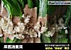 麻酱油麦菜的做法