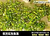 夜兰花生鱼汤的做法