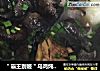 ＂霸王别姬＂乌鸡炖甲鱼的做法