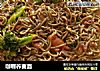 咖喱荞麦面的做法