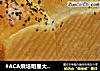 #ACA烘培明星大赛#牛奶黑芝麻吐司的做法