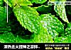 清热去火提神之凉拌薄荷的做法