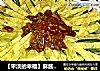 【平淡的幸福】麻酱拌黄瓜丝的做法
