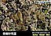 香椿炒鸡蛋的做法