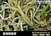 自发绿豆芽的做法