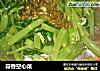 蒜香空心菜的做法