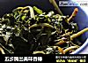 五步腌出美味香椿的做法
