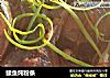 鲅鱼炖粉条的做法