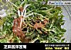 芝麻酱拌苦菊的做法