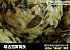 马齿苋窝窝头的做法