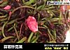 蒜蓉炒苋菜的做法