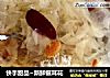 快手甜品~新鲜银耳花的做法