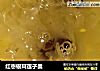 红枣银耳莲子羹的做法