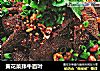 黄花菜拌牛百叶的做法