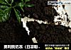 奥利奥奶冻（白凉粉版）的做法
