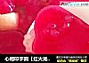 心相印芋圆【红火龙果版】的做法