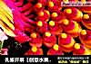 孔雀开屏【创意水果拼盘】的做法