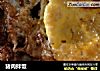 猪肉拌饭的做法