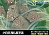 小白菜肉丸豆芽汤的做法